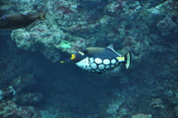 Clown Triggerfish