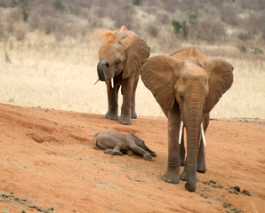 Elefanten in Kenia, Afrika