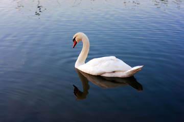 Swan