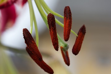 Sprossen im Detail © abeckman2706