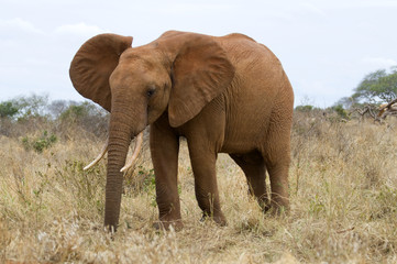 Naklejka na ściany i meble Elefant in Kenia, Afrika