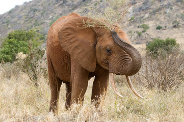 Fototapeta na wymiar Elefant in Kenia, Afrika