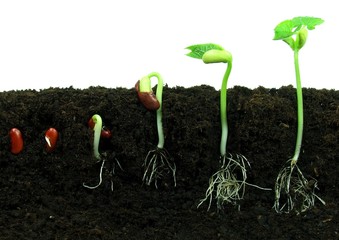 Sequence of bean seeds germination in soil - obrazy, fototapety, plakaty