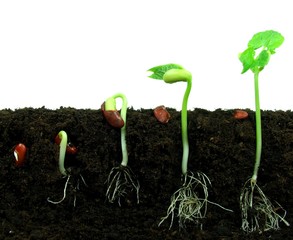 Beans seeds germinating in soil