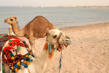 two camels on tche beach