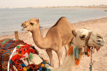 two camels standing on the beach