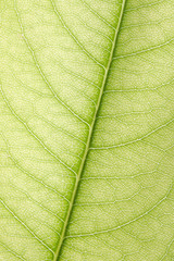 Texture of leaf macro