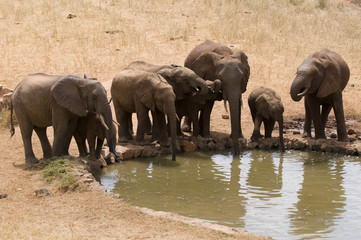 Fototapeta premium Elefanten am Wasserloch in Afrika