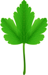Leaf
