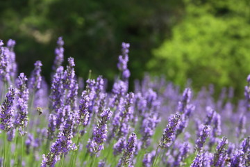 Lavendel