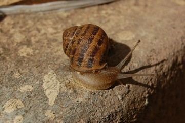 Lumaca