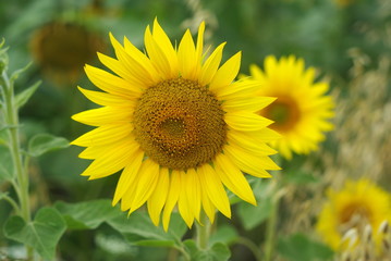 Tournesol rond dans un champ