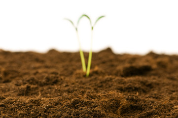 Green seedling - focus in the front