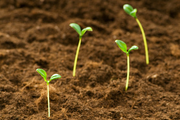 Green seedling illustrating concept of new life