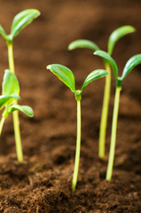 Green seedling illustrating concept of new life