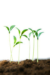 Green seedling illustrating concept of new life