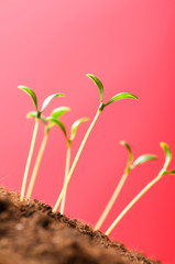 Green seedling illustrating concept of new life