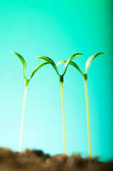 Green seedling illustrating concept of new life