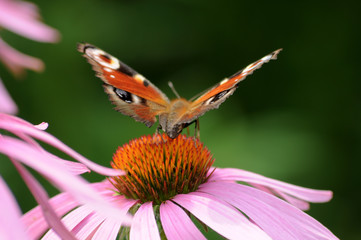 Blume und Schmetterling