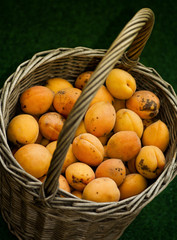 Organic apricots with spots in basket. Dark green background.