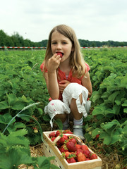 Girl harvesting strawberry in a field.