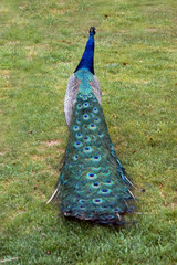 Obraz premium Peacock feathers