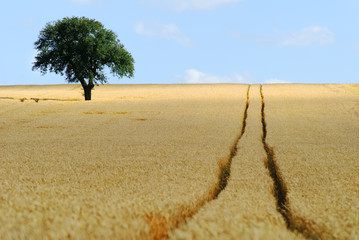 arbre dans les champs