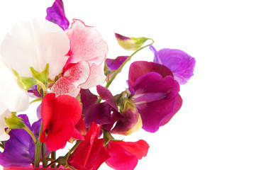 Lathyrus