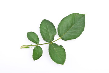 Naklejka na ściany i meble Rose green leaf