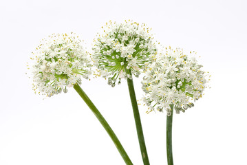 Allium onion flowers