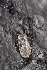 Hemipteron camouflaged on burnt pine tree.