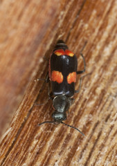 Soft-winged flower beetle (Anthocomus fasciatus)