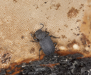 Saproxylic beetle (Bolitophagus reticulatus)