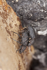 Saproxylic beetle (Bolitophagus reticulatus)