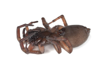 Wolf spider isolated on white background.