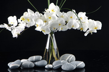 Beautiful orchid in vase with pebble on black