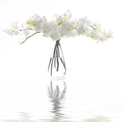 Fototapeta na wymiar Biała orchidea w refleksji wazonie