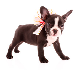 Young bulldog with bow isolated on white