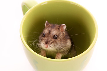 Fototapeta na wymiar Young hamster in green cup isolated on white
