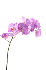 Branch of violet orchids on white