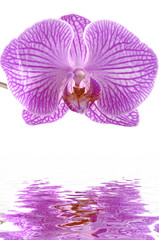 Reflection of single orchid flower