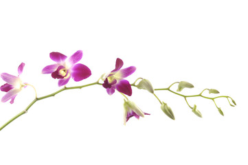 a beautiful orchid ,buds against white background