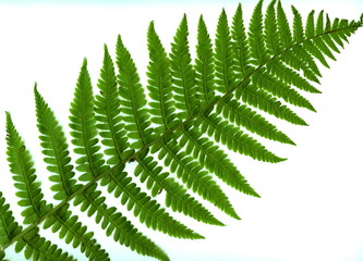 leaf  of fern isolated close up