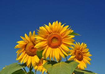 Gold sunflowers under the blue sky