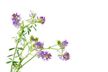 Obraz premium Slender Bush Clover