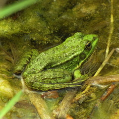 Grenouille verte dans l'étang.