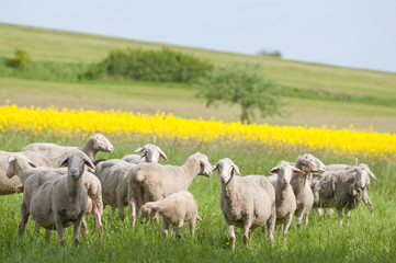 Sheep and Canola