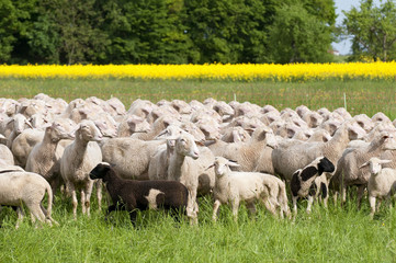 Sheep and Canola