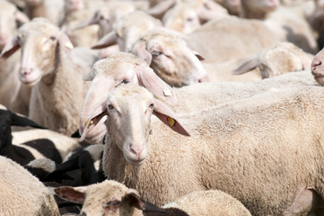 Close-up of a flock of sheep