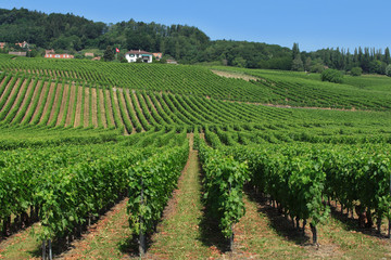 Fototapeta na wymiar Swiss vineyards